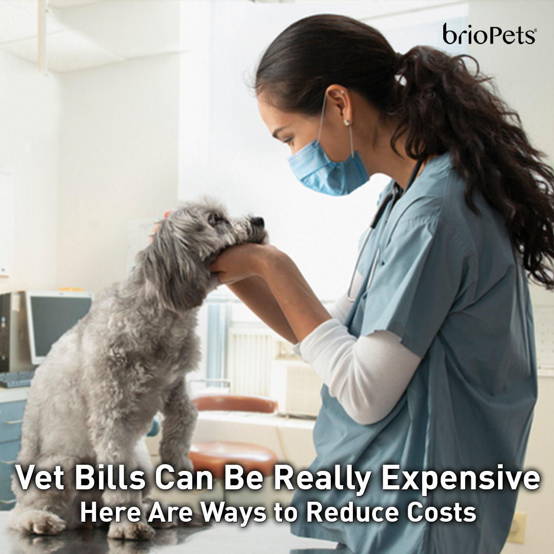 Vet Bills Can Be Really Expensive Here Are Ways to Reduce Costs