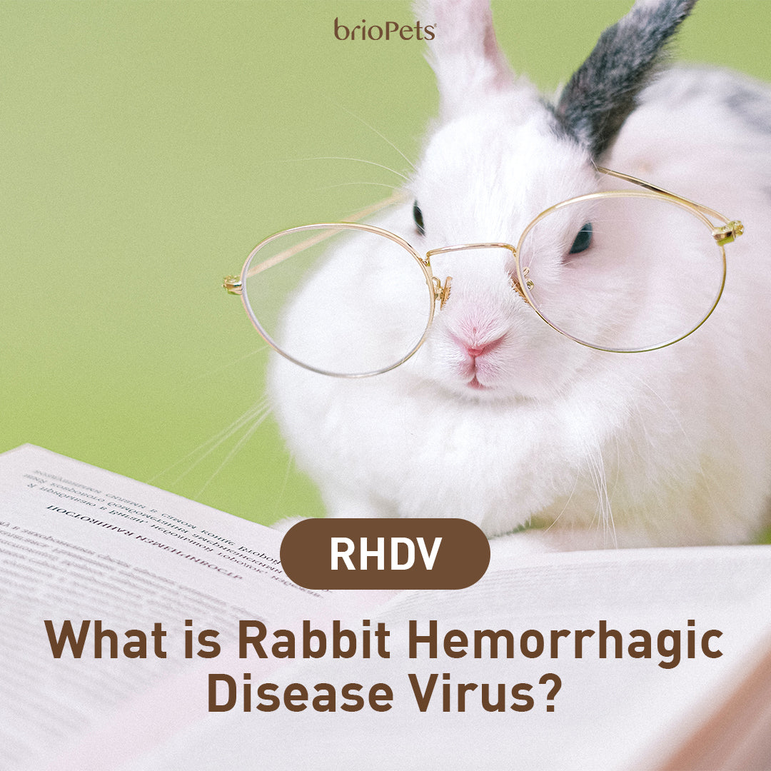 RHDV-2: New virus outbreak threatens US rabbit population