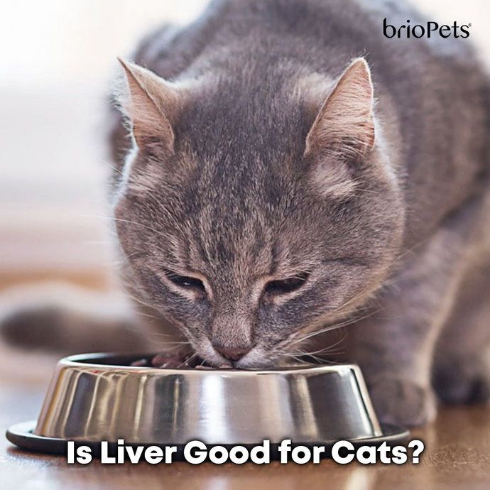 Is Liver Good for Cats?