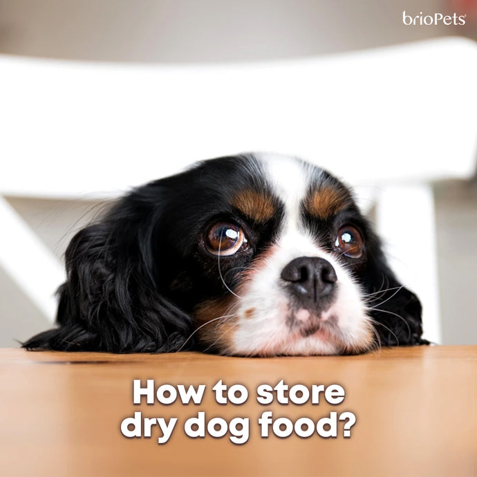 How to store dry dog food?