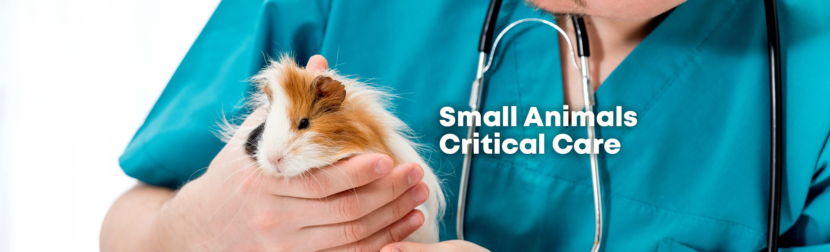 Small Animals Critical Care – BrioPets Singapore