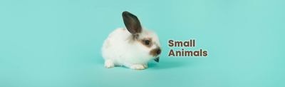 Small Animals